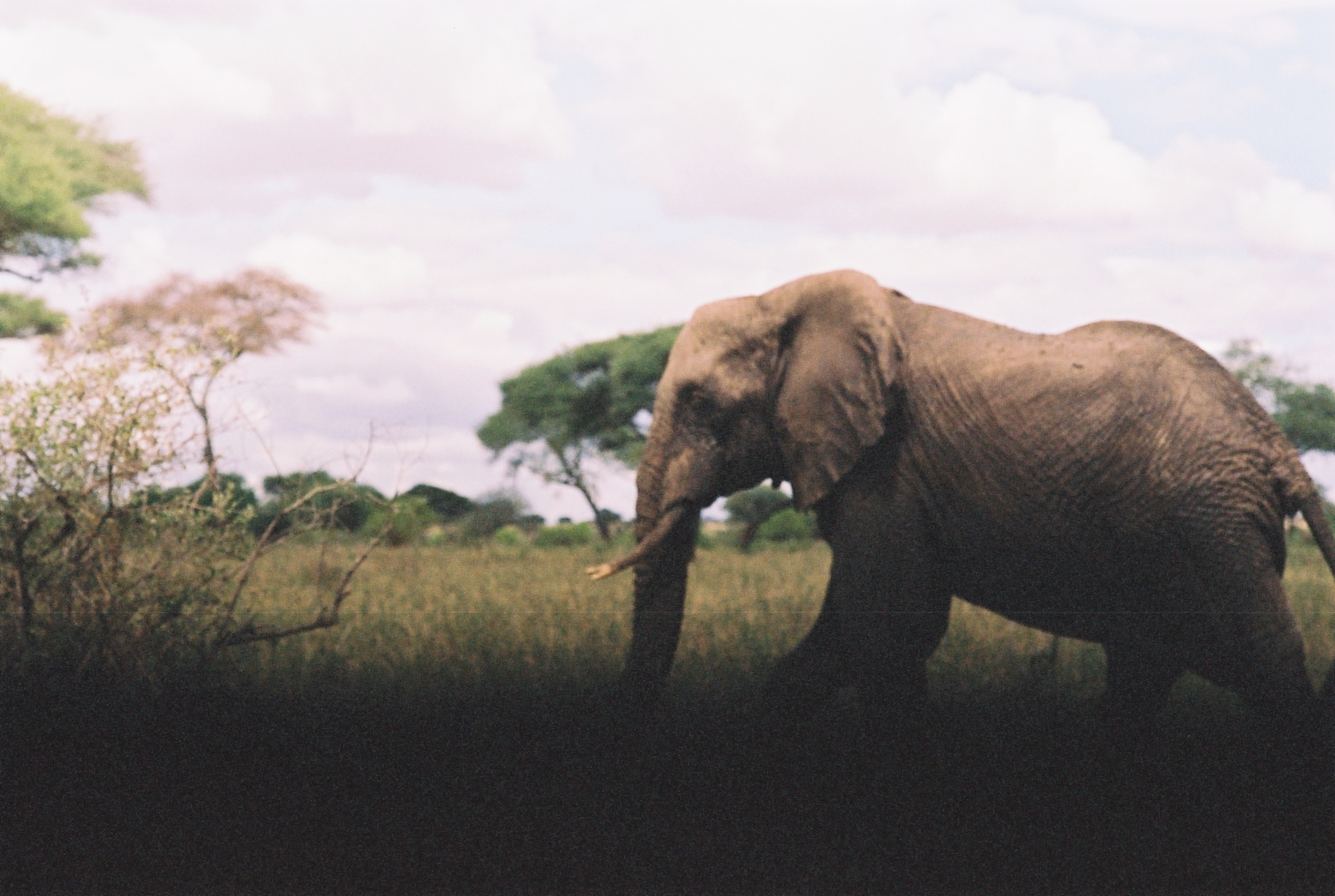 An African elephant walking through tall grass on the savanna