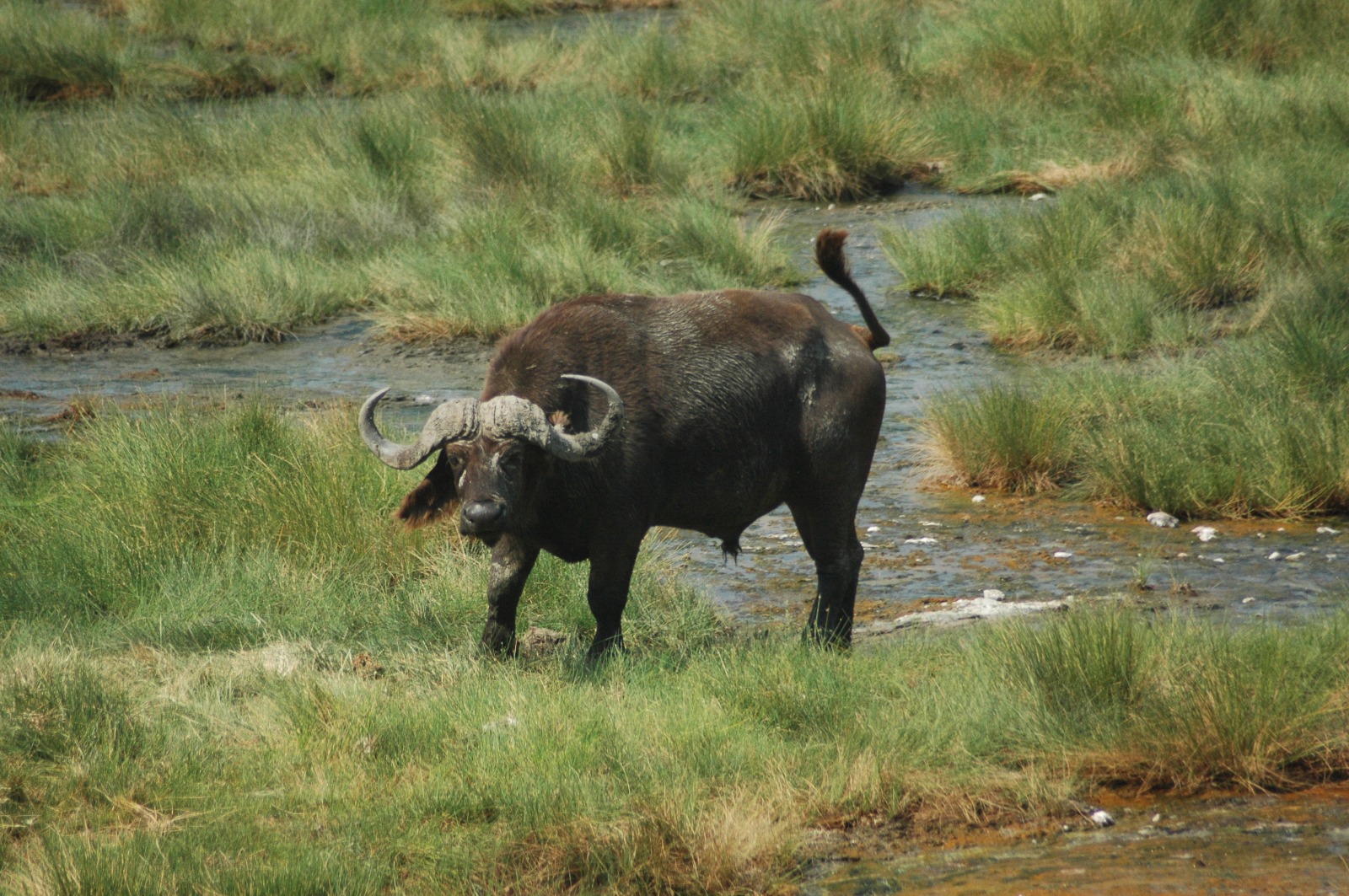 Cape buffalo on the savanna in northern Tanzania