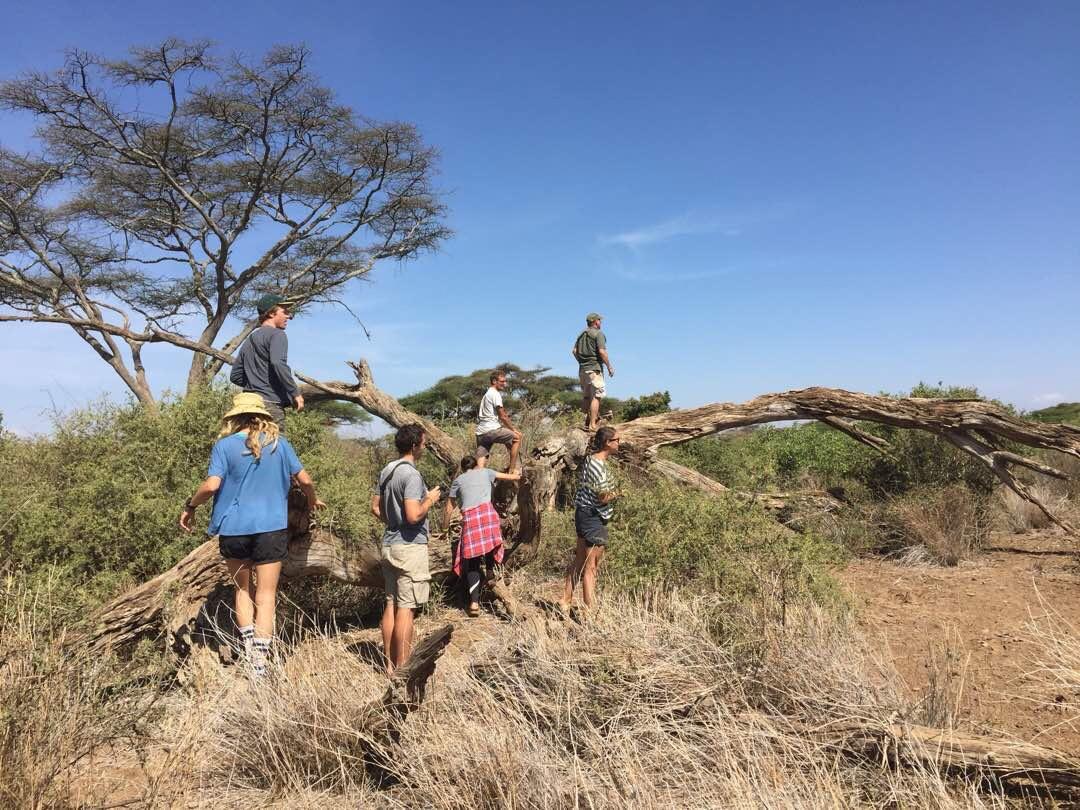 Group climbing a fallen acacia tree to look out across the northern Tanzania bush on an early safari