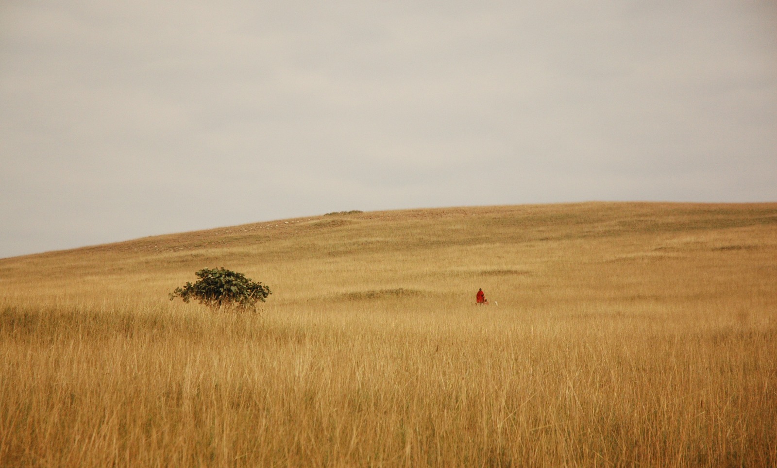 Maasai community and landscape in the East African highlands