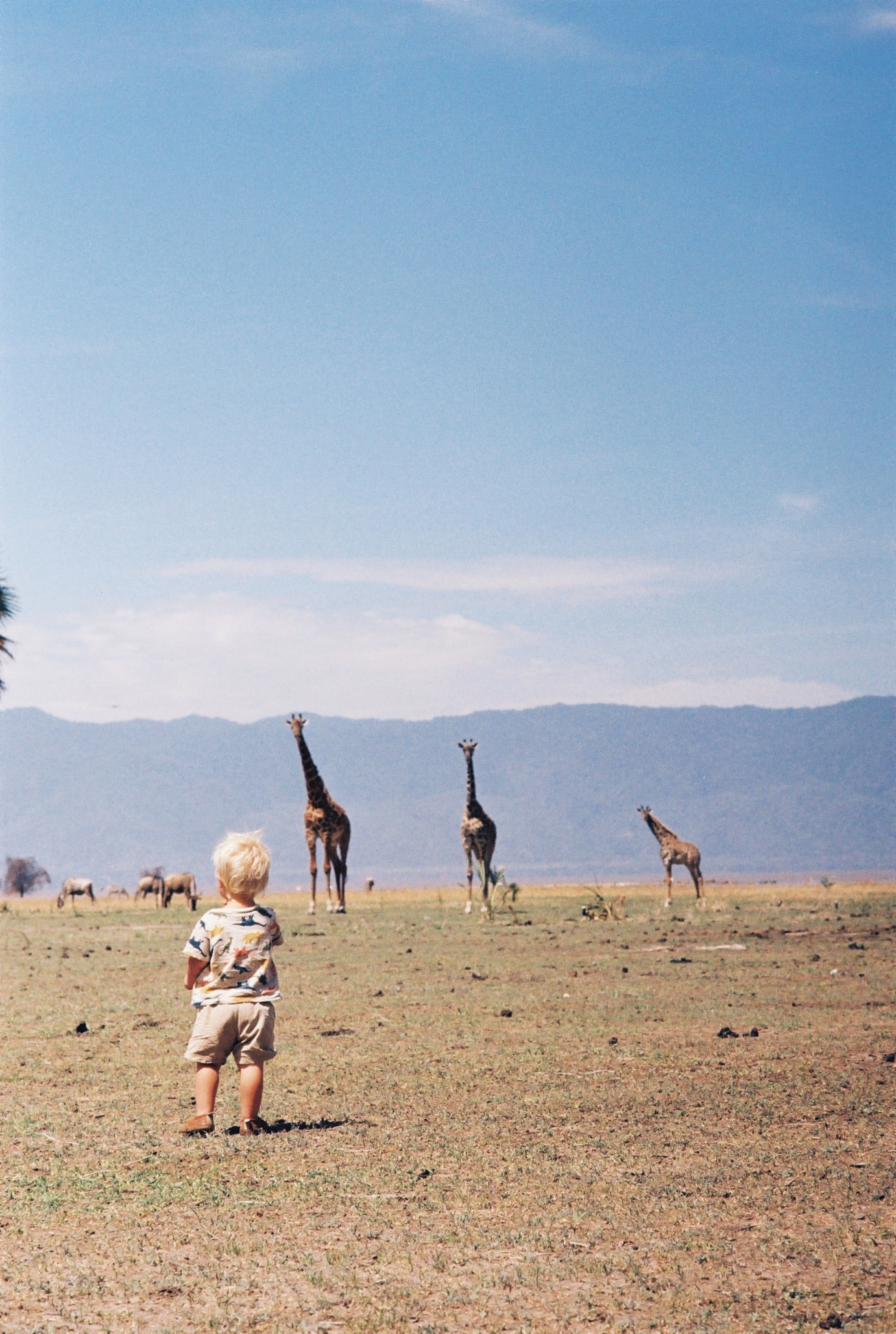A young child on the savanna watching giraffes in the distance, Tanzania