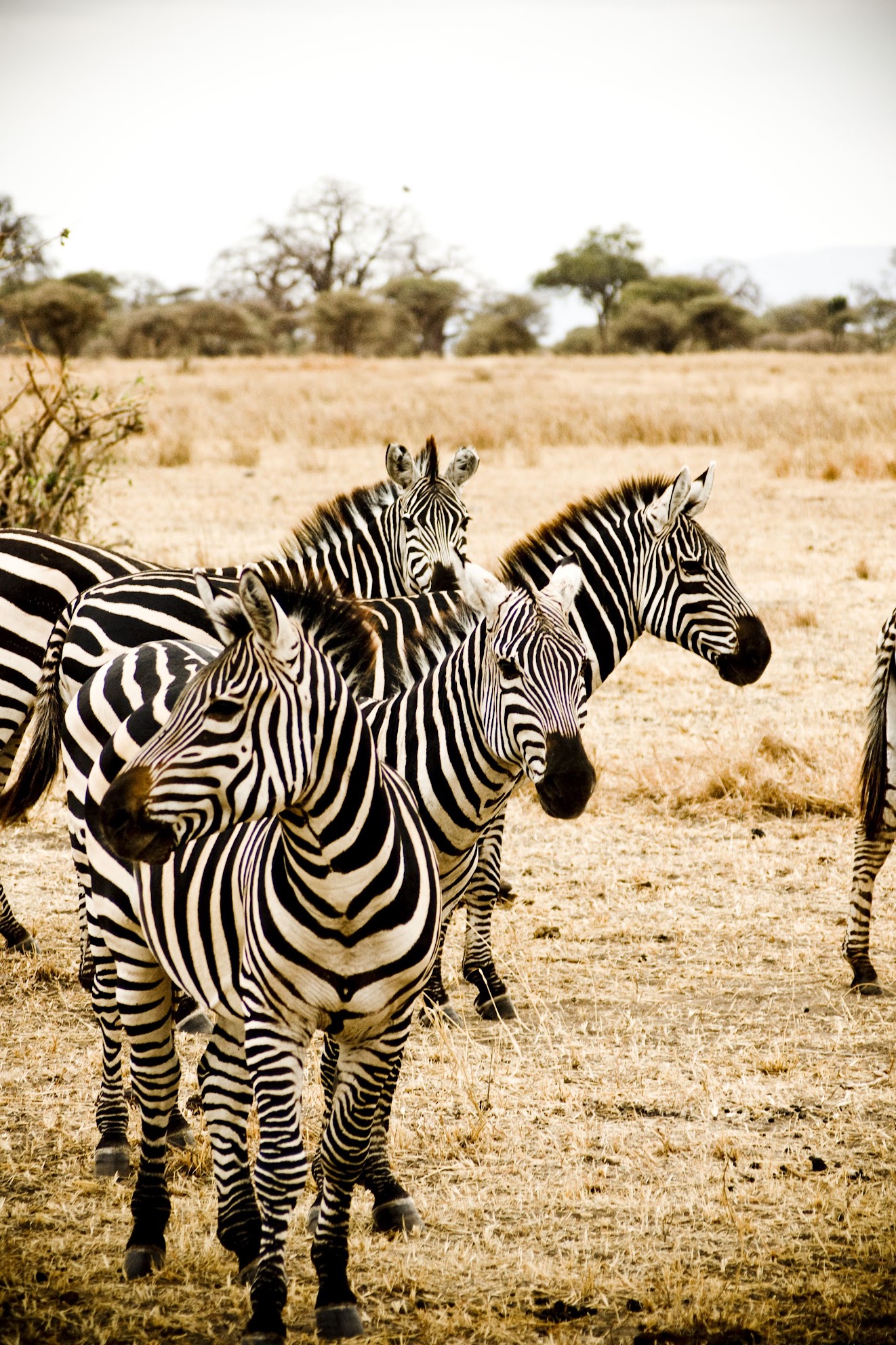 Zebras in Tarangire