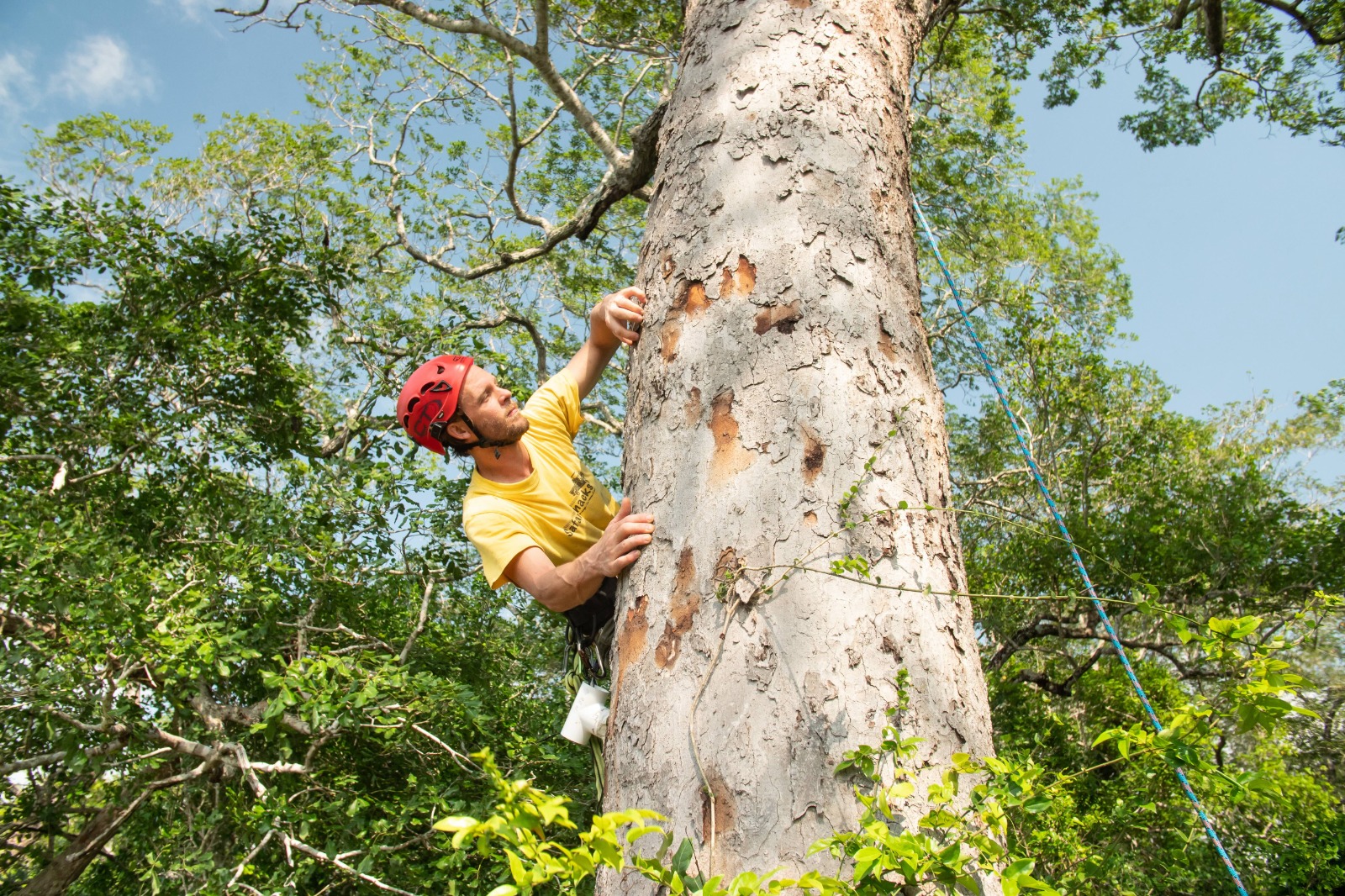 Jesse doing canopy research, ascending a large tropical tree with a helmet and ropes
